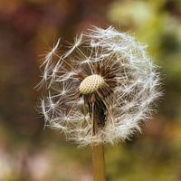 paardenbloem met pluiszaad