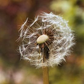 paardenbloem met pluiszaad van Sara in t Veld Fotografie