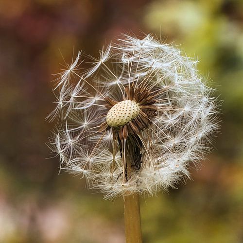 dandelion with lint seed by Sara in t Veld Fotografie