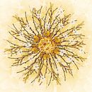 mandala sun by Klaartje Majoor thumbnail