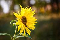 Sunflower towards south
