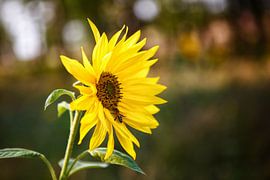 Tournesol vers le sud sur Lukas Kalkhoff