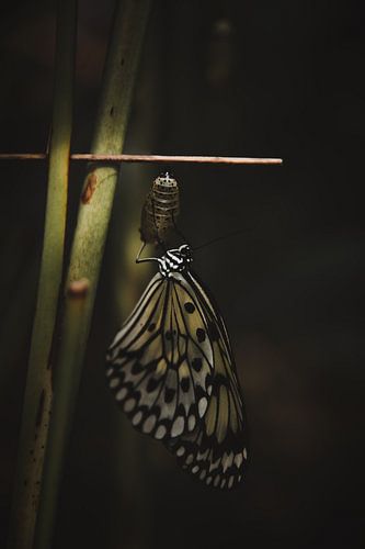 From cocoon to butterfly