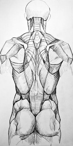 Drawing the muscles of a man's back.