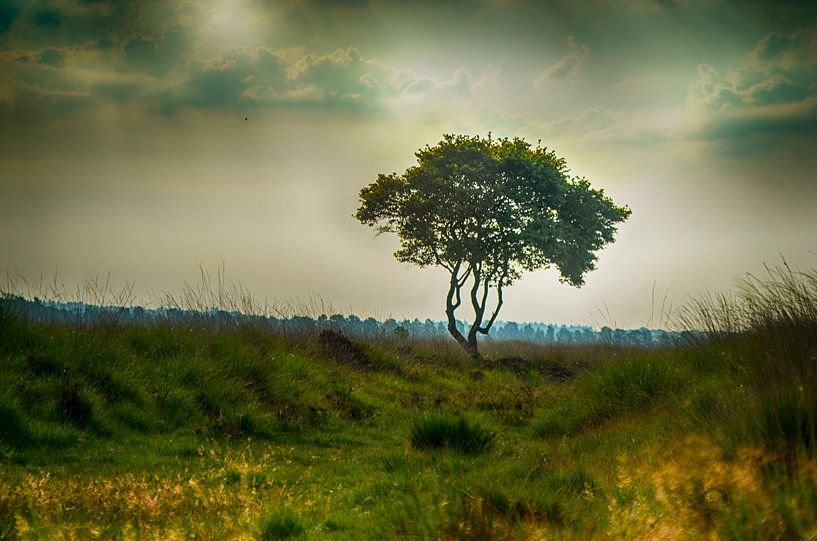 alleen op de wereld by Sylvain  Poel