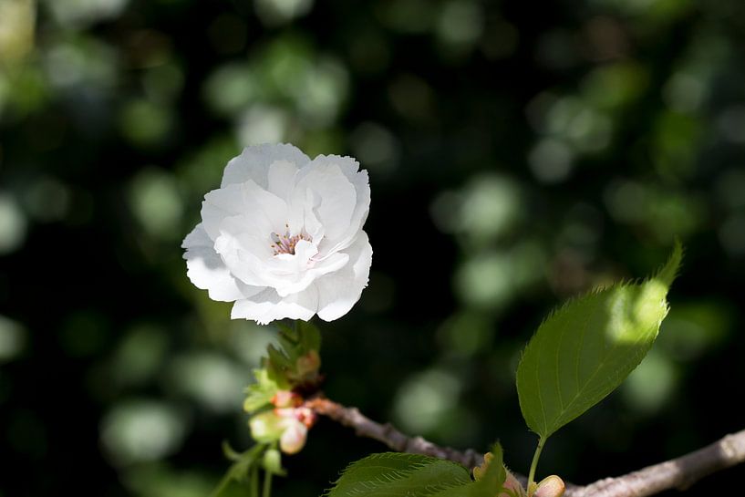 Fleur de cerisier à l'ombre par Helga Novelli