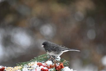 Ein Wacholderdrossel am Futterhäuschen im Garten von Claude Laprise