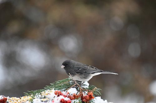 Een junco-vogel bij de tuinvoeder