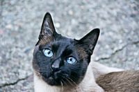 Blaue Augen