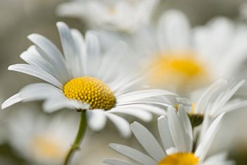 Margrieten dansen in de wind