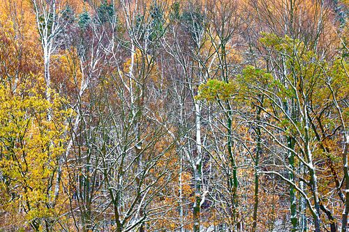 Forêt dans les monts Métallifères en hiver sur Thomas Jäger