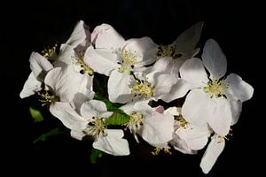 apfelblüten vor dunklem Hintergrund von Ulrike Leone
