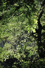 Ancient tree by Txell Alarcon