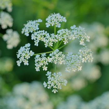 Fluitenkruid, Hollands kant langs de bermen 4