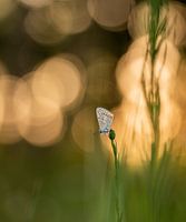 Vlindertje in een landschap van bokeh