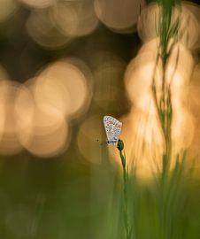 Schmetterling in einer Landschaft aus Bokeh von Jan Roos