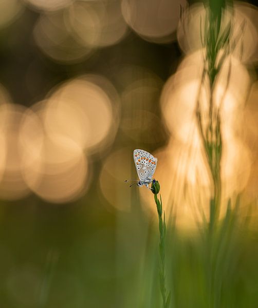 Vlindertje in een landschap van bokeh van Jan Roos