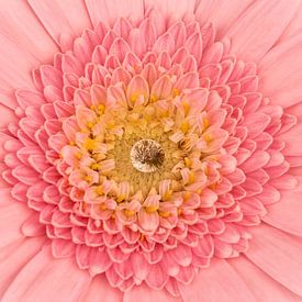 Rosa Gerbera mit Tropfen in der Mitte von Dafne Vos