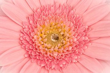 Pink gerbera with drop in the middle by Dafne Vos