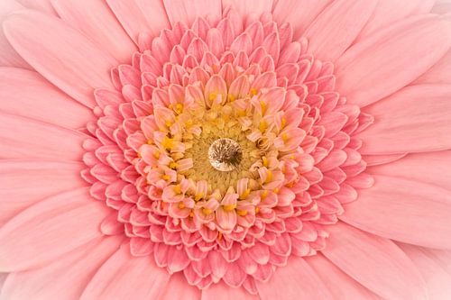 Gerbera rose avec une goutte au centre sur Dafne Vos