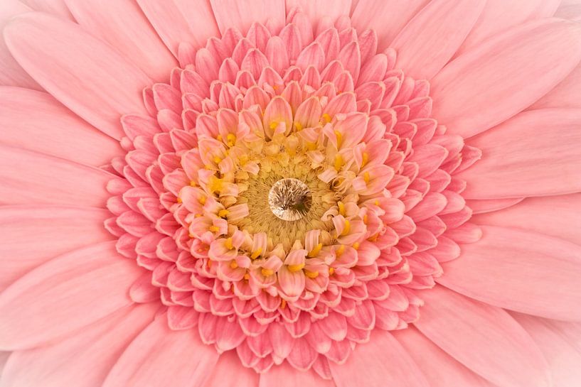 Gerbera rose avec une goutte au centre par Dafne Vos