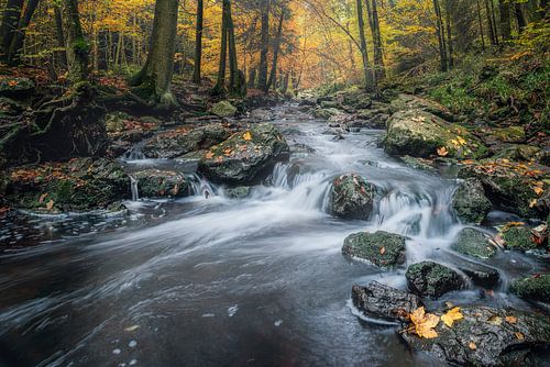 Autumn by the river
