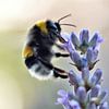 Lavendel met Hommel van Vinte3Sete