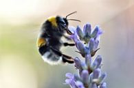 Lavender with Bumblebee by Vinte3Sete thumbnail