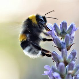 Lavender with Bumblebee by Vinte3Sete