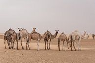 Kamele in der Wüste | Sahara von Photolovers reisfotografie Miniaturansicht