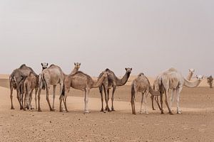 Kamelen in de woestijn | Sahara van Photolovers reisfotografie