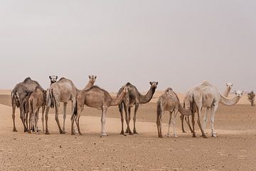 Chameaux dans le désert | Sahara sur Photolovers reisfotografie
