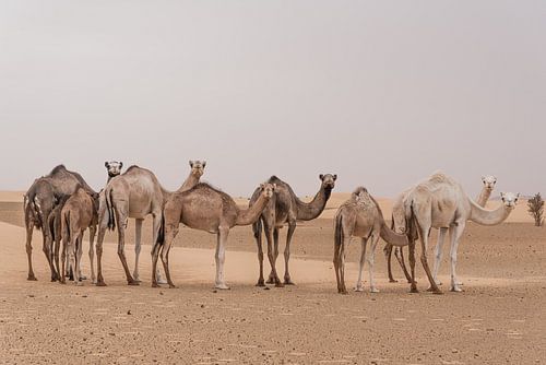 Kamelen in de woestijn | Sahara