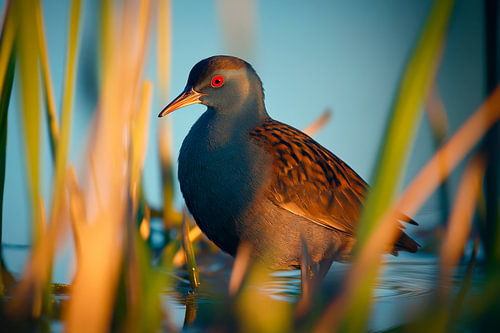 Waterhoen gefotografeerd in het riet