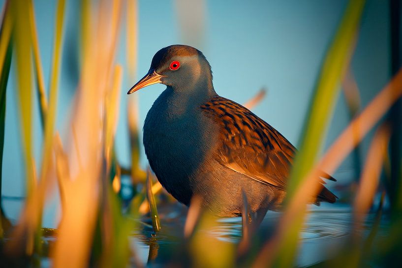 Moorhen photographed in the reeds by Poster Art Shop