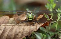 Agrion mosaïque bleu-vert