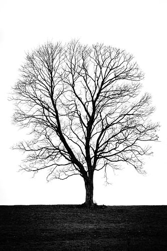Lonely dry tree against a white sky background