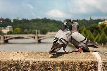 Lovebirds on Charles Bridge, Prague by Easycopters