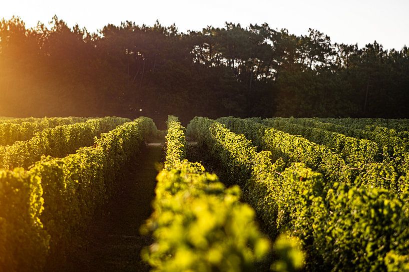 Vignoble au lever du soleil par Stan van den Beld
