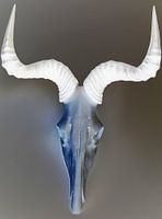 Hartebeest