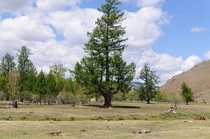 landschap