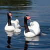 Black-necked swans with their 2 youngsters by Sandra de Heij