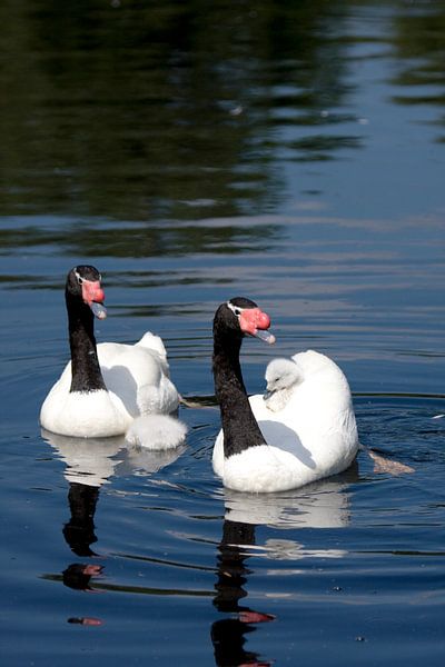 Zwarthalszwanen met 2 jongen van Sandra de Heij