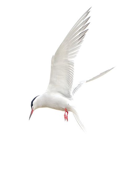 Common tern in flight by Danny Slijfer Natuurfotografie