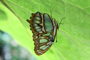 Groene vlinder von Tessa Louwerens