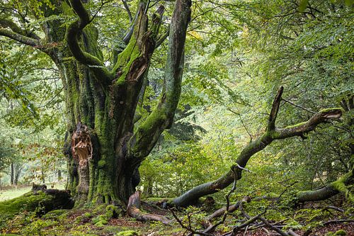 Reuzenbeuk in de Rhön