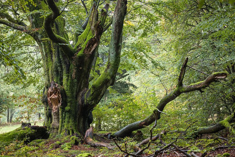 Giant beech in the Rhön by Jürgen Schmittdiel Photography