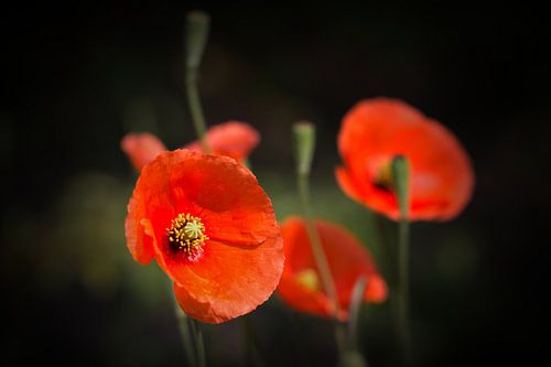 Klaprozen genieten van de zon ... (klaproos, bloem, tuin, rood)