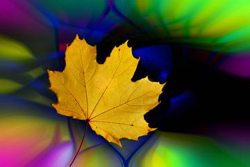 Maple leaf against an abstract coloured background by Harry Adam