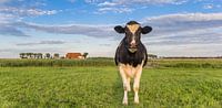 Koe in het Groningse landschap van Marc Venema thumbnail